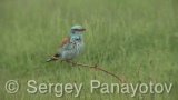 Video of European Roller - European Roller hunting insects in field near to Shabla lake in nest period